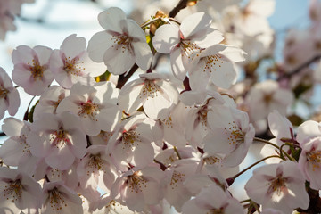 Sakura cherry trees