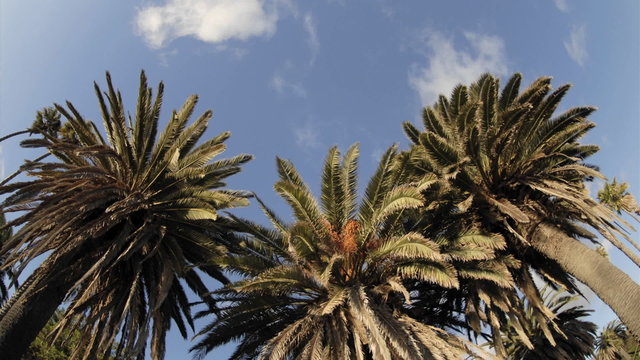 Time lapse of clouds passing over a palm tree on Refugio Beach State Park, California.