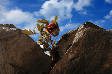  Góry, szczyty, skały i błękit nieba. © Stanisław Błachowicz
