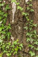 bark, tree, e deciduous tree, ivy, green, plant, nature, leaf