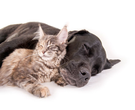 Hund und Katze