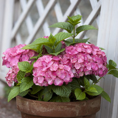 pink hydrangea in the pot at the white fence