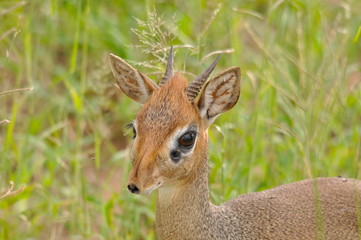 Antilope dik-dik, Afrique