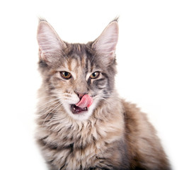 Main Coon Katze leckt sich die Schnauze