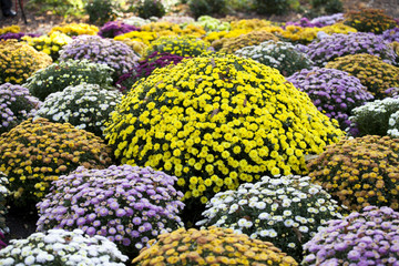 flowerbed made from colorful chrysanthemums
