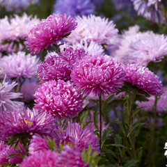 Fluffy red and blue asters on the field. Selective focus