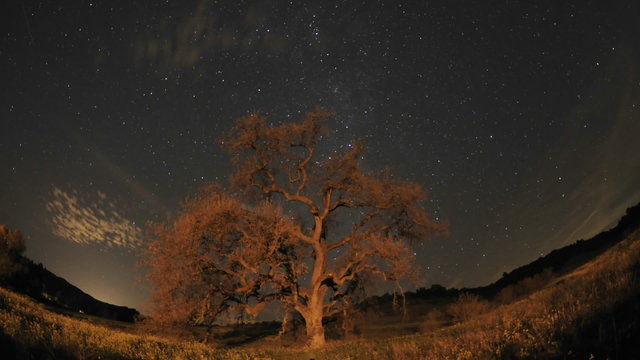Night time lapse of star trails, clouds and Valley Oak Tree during a new moon in Oak View, California.
