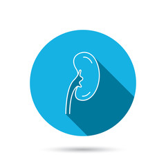 Kidney icon. Transplantation organ sign.