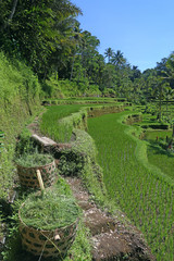 Fototapeta na wymiar Terraced ricefield on Bali, Indonesia