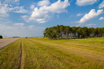 road through flat terrain with blue sky and green grass
