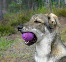 Puppy with a ball in teeth