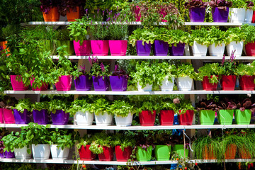 Colorful pots with flowers on stellage
