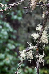 Close up of a dead branch covered with Old Man's Beard lichen