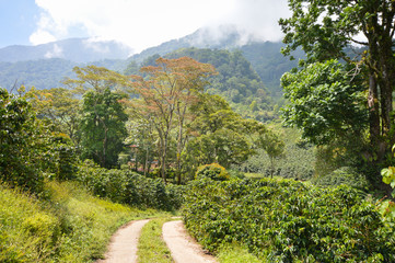 Fototapeta na wymiar Coffee plantations in the highlands of western Honduras by the Santa Barbara National Park