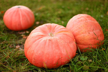 Pumpkins.
