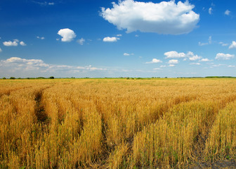Obraz premium wheat closeup