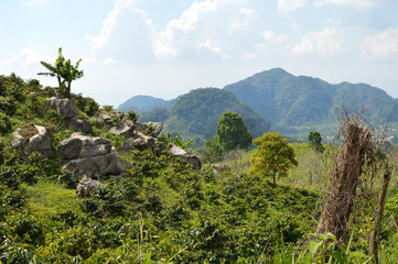 Coffee plantations in the highlands of western Honduras by the Santa Barbara National Park