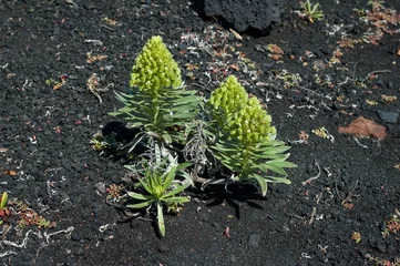 Rolgordijnen Aeonium vestitum plant growing on volcanic ash and lapilli of the Teneguía Volcano in the south of the island La Palma, Canary Islands, Spain © TasfotoNL