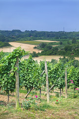 Vineyard field during summer day.