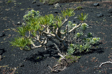 Kleinia neriifolia also known as Verode or Berode growing on the volcanic ash