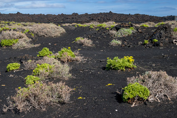 Plants growing on the soil of ash, lapilli and volcanic rock.   Teneguía Volcano in the south of the island La Palma, Canary Islands, Spain