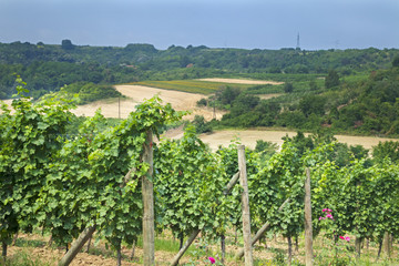 Fototapeta na wymiar Field of grape vines in countryside.