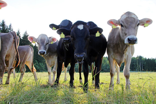 Junge Kühe im Gegenlicht auf einer Wiese in Bayern