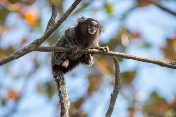 Marmoset