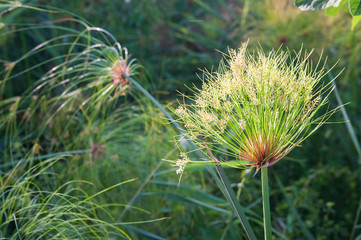 View of papyrus plants in the natural reserve of Ciane river near Syracuse