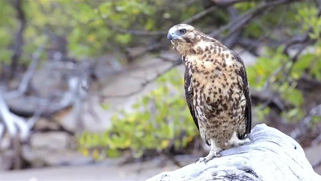 Endemic Galapagos hawk staring at Playa Espumilla on Santiago Island in the Galapagos Islands National Park and Marine Reserve, Ecuador.