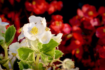Obraz premium Red and white flowers in a garden
