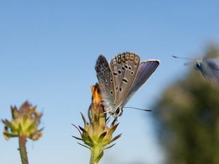 Common blue (Polyommatus icarus)