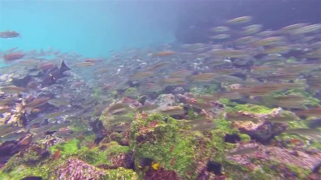 Underwater footage of a Hieroglyphic hawkfish and snorkelers at Sombero Chino on Santiago Island in Galapagos National Park, Ecuador.