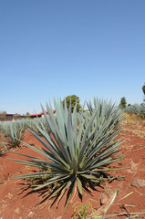 Agave