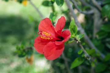 Single hibiscus flower.
