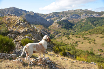perro de caza en las montañas de los Picos de Europa