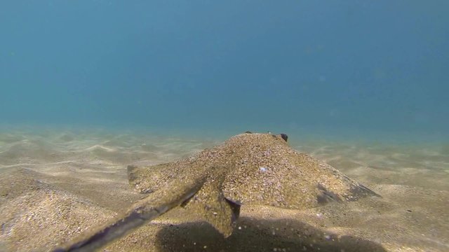 Underwater of a swimming diamond stingray, Dasyatis dipterura in Galapagos National Park, Ecuador.