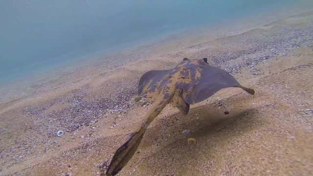 Underwater of a swimming diamond stingray, Dasyatis dipterura in Galapagos National Park, Ecuador.