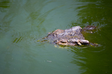 Krokodil auf Tauchstation