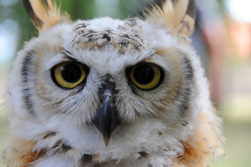 Portrait einer Eule