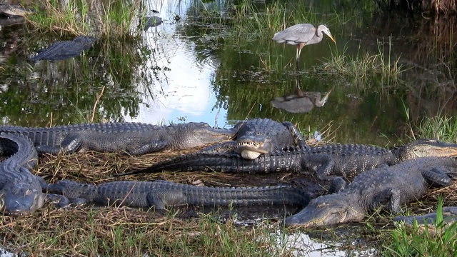 Wide shot of alligators sleeping in a swamp in the Everglades.