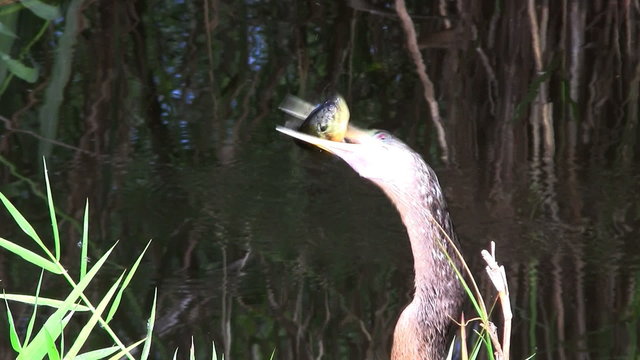 Birds of the mangrove forest pin the Everglades.