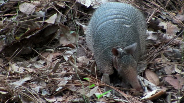 An armadillo scurries across the forest floor.