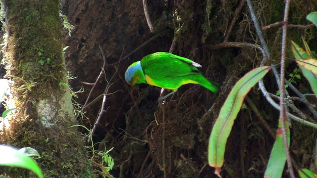 A vivid green bird sits on a branch plucking twigs.