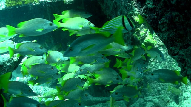 Numerous tropical silver fish swim around a coral reef.