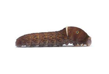 Eastern Tiger Swallowtail caterpillar