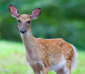 Fototapeta premium Young White Tailed Deer