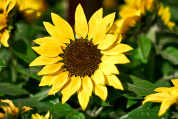 Obraz premium Sunflower