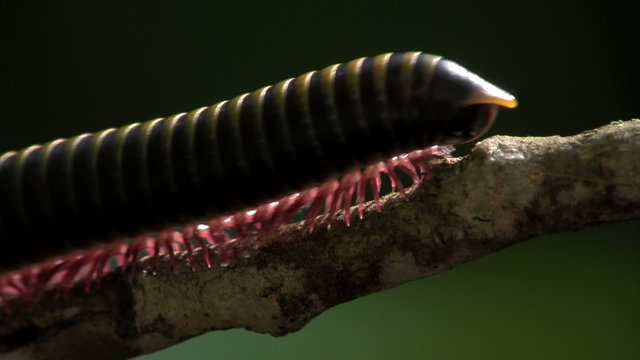 An extreme close up of a millipede moving along a branch in the Everglades.