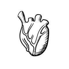 Human heart in sketch style